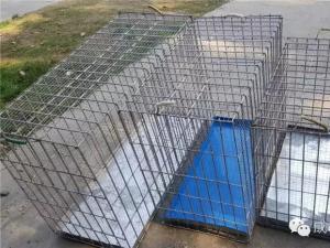 成都大型狗狗航空托运