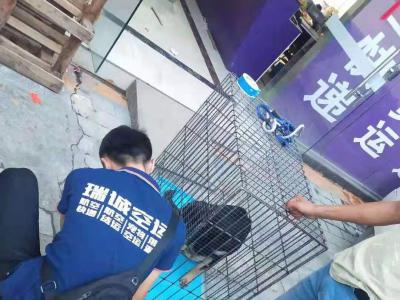 宠物托运打包